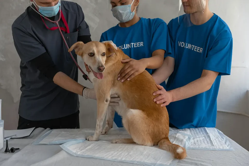 Vet Consultations