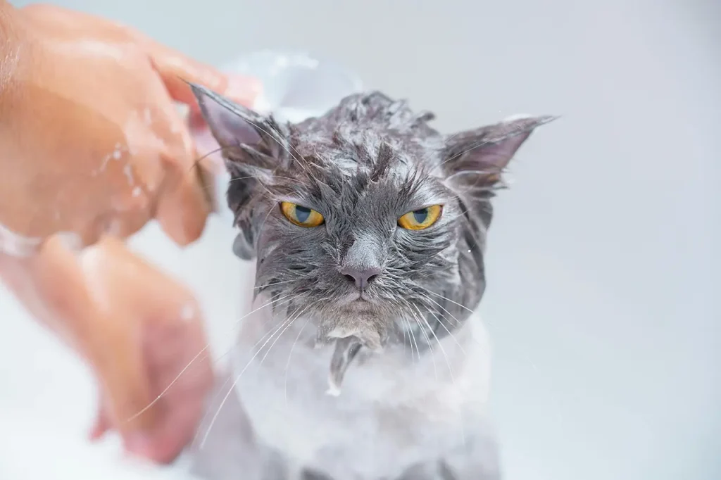 Grooming & Additional Services