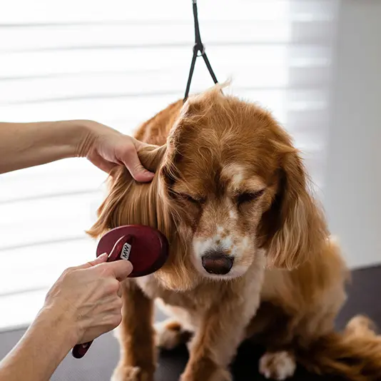 Grooming & Other Services