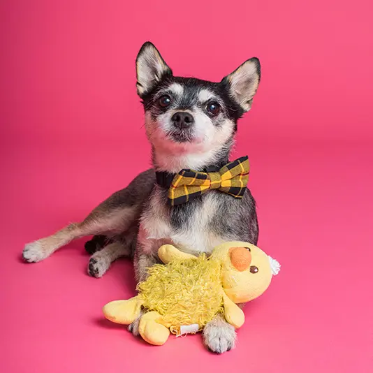 Pet Retail and Accessories